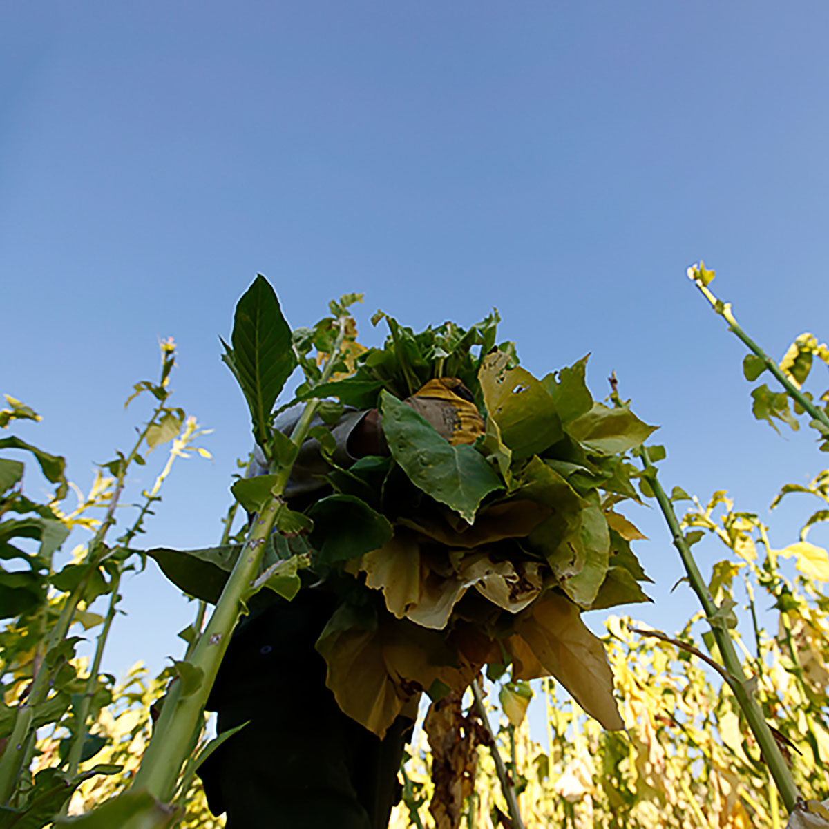 Erzeugergemeinschaft DeutschlandTabak w.V. fluecured VirginiaTabak